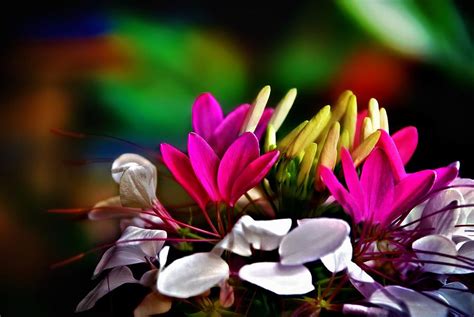 Flowers Photograph by Dawn Van Doorn - Fine Art America