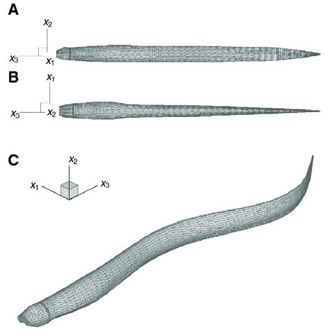 The anguilliform virtual swimmer, created from a CT scan of a lamprey... | Download Scientific ...