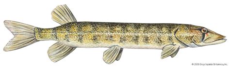 Pickerel | Freshwater, North America, Predator | Britannica