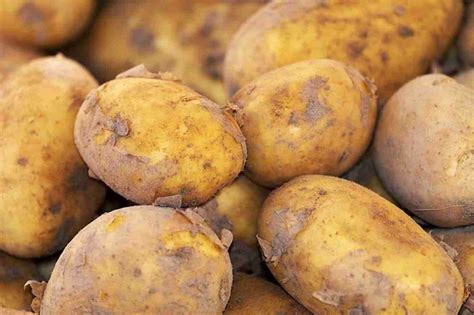 How Much Does A Medium Potato Weigh – GrowerExperts