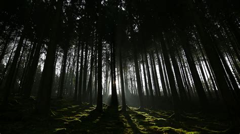 Dark Forest Wallpaper (74+ pictures) - WallpaperSet