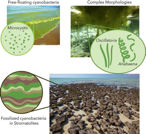 Blue-Green Planet: It’s a cyanobacterial world, and we just live on it. - Science in the News