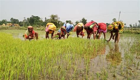 Rice Production in Terai Belt of Nepal | Global Climate Change