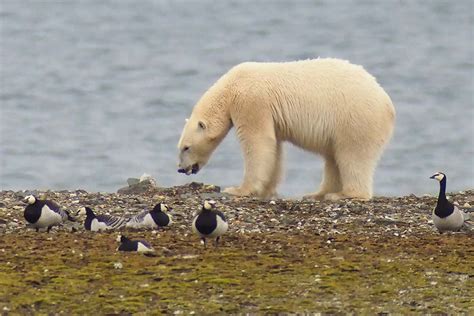 Polar bears shift from seals to bird eggs as Arctic ice melts | New Scientist