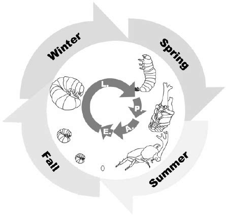 Annual life cycle of the Asian rhinoceros beetle Trypoxylus dichotomus.... | Download Scientific ...