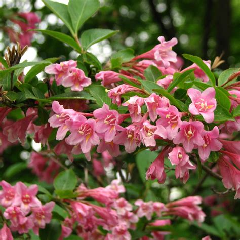 Pink Weigela Shrub – Green Thumbs Garden