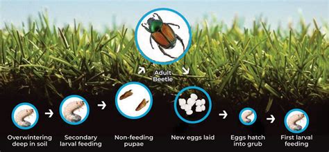 Controlling Grubs in Your Lawn – Vandermeer Nursery