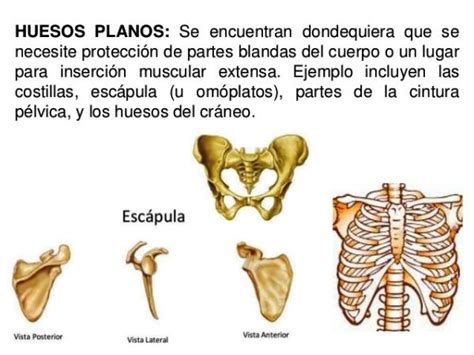 tenedor Acuario Intuición que tipos de huesos son las costillas espacio Artículos de primera ...