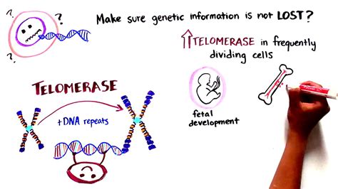 Explain What A Telomere Is