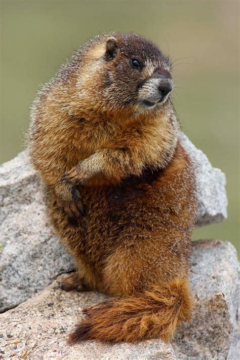 Yellowbelly Marmot | Animals beautiful, Animals wild, Animals friends