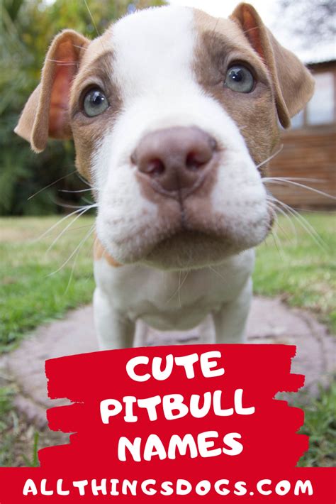 Cute Pitbull Names | Pitbulls, Pitbull dog names, Pitbull names