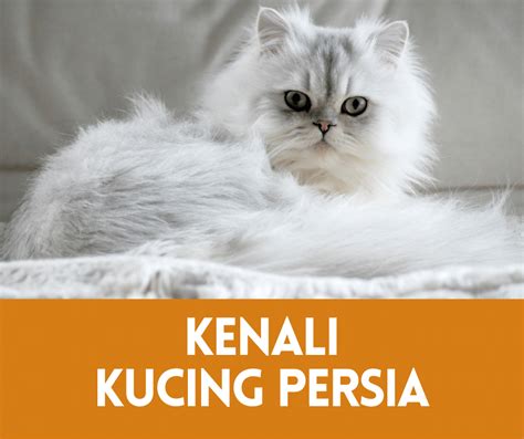 Jenis Kucing Persia Paling Cantik • Semuanya Tentang Kucing