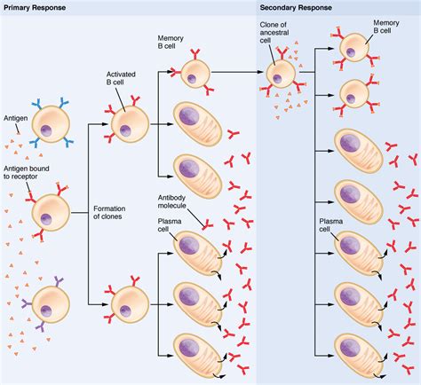 Difference Between Primary and Secondary Immune Response | Definition, Facts, Antibodies and ...