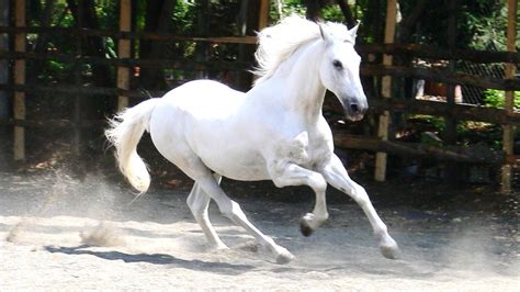 White Horses wallpaper | 1920x1080 | #59226