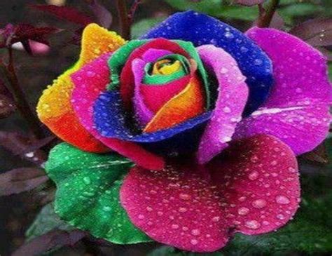 Rainbow Rose, Flower, Drops, Petals, Rose HD wallpaper | Pxfuel