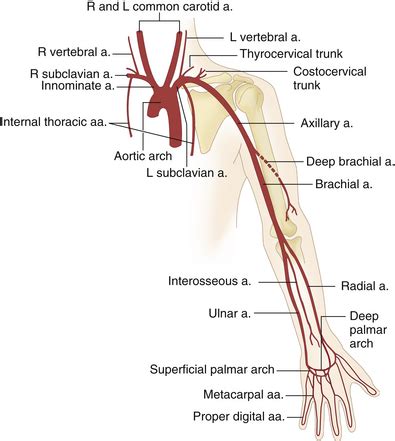 Upper Extremity Vascular Anatomy - Anatomical Charts & Posters