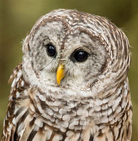 Barred Owl