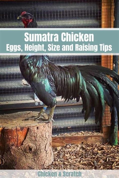 Sumatra Chicken: Eggs, Height, Size and Raising Tips