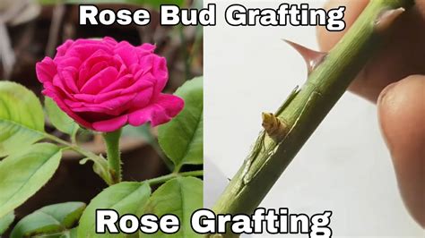 Rose Grafting, Rose budding and grafting, How to graft rose plant - YouTube