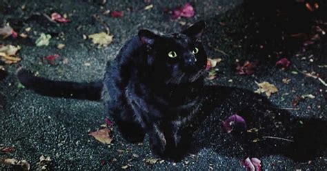 Is Everyone's Favorite Cat Thackery Binx in 'Hocus Pocus 2'?