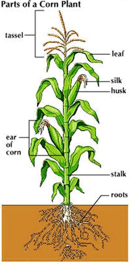 A full grown maize plant with different parts. (Source: Kids, 2019 ...