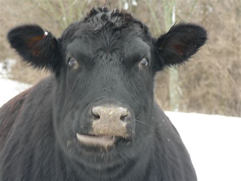 Chewing the cud on Cave Brook Farm | Animals, Brooke, Cow