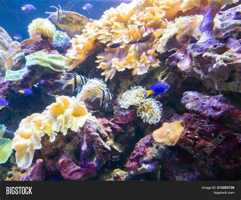 Exotic Saltwater Fish Image & Photo (Free Trial) | Bigstock