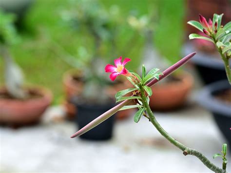 Harvesting Desert Rose Seed Pods: Propagating Seeds From Desert Rose | Gardening Know How