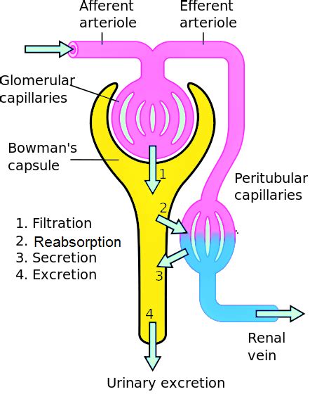 How is high blood pressure built up in a glomerulus? | Homework.Study.com