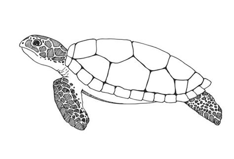 Realistic Turtle Drawing Outline - Bonslugares Wallpaper