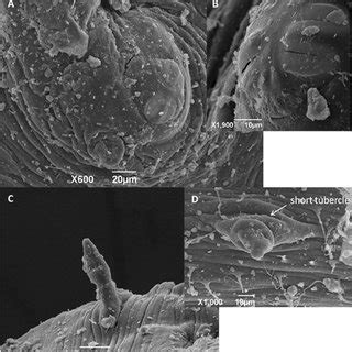 (PDF) Identification of Megaselia scalaris (Loew, 1866) (Diptera: Phoridae) in mummified human ...