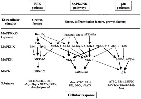 The best-characterized MAPK modules are the ERK pathway, the SAPK/JNK... | Download Scientific ...