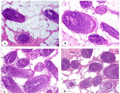 A& B sections of mammary glands from female rats exposed to constant... | Download Scientific ...