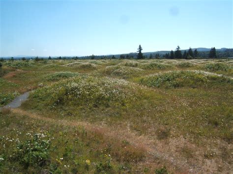 Matthew's Washington Trip: Mima Mounds Natural Area Preserve