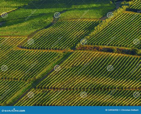 Vineyards in Italy stock photo. Image of farming, landscape - 34936950