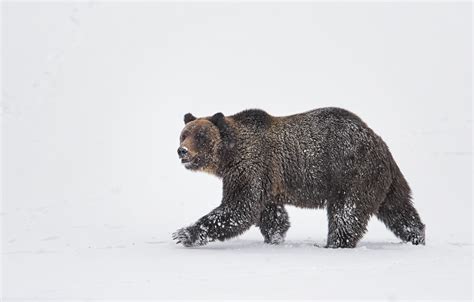 How to Photograph Wildlife in Yellowstone National Park