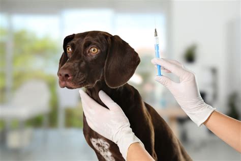 Injections for Dogs with Arthritis: Ultimate Guide to Relief