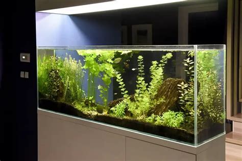 40 Gallon Aquarium Guide: Best Fish, Setup Ideas and More… | Fishkeeping World