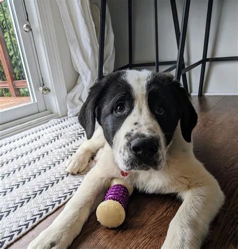 ADOPTED!! ALPHONZE - 19 WEEK OLD ST BERNARD/AKBASH MIX - Ottawa Dog Rescue