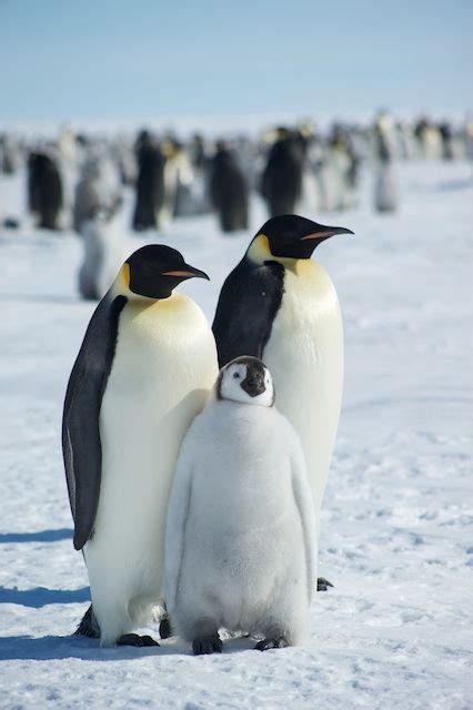 South Pole Penguin Family! http://polarexplorers.com/expeditions/South%20Pole.shtml | South pole ...