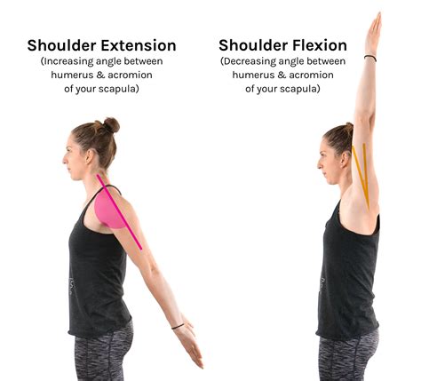 Flexion And Extension