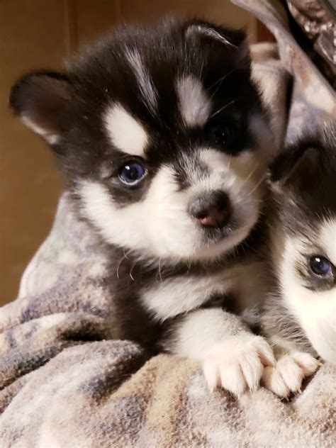 Alaskan Klee Kai Puppies For Sale | Scottsboro, AL #320514