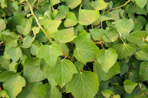 Algerian Ivy Care: How To Grow Algerian Ivy Plants