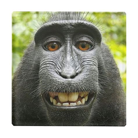 Smiling Celebes Macaque Monkey Glass Coaster | Zazzle | Monkeys funny, Monkey smiling, Funny animals