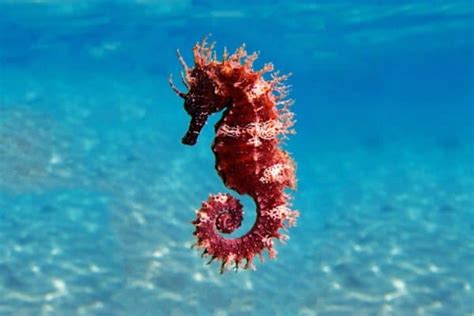 Seahorse Fish Facts | Hippocampus | AZ Animals