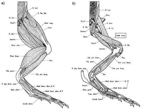 Mr toad structure on Pinterest | Frogs, Bones and Amphibians Leg ...