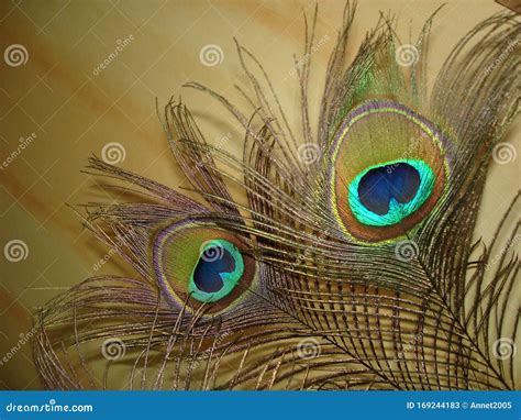 Two Golden Peacock Feathers on a Light Yellowish Background Close-up Stock Image - Image of ...