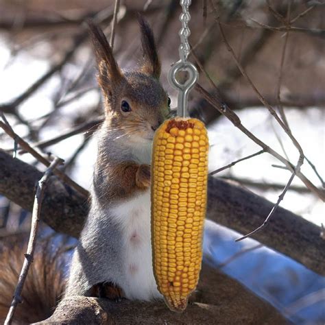 Squirrel Chain Corn Cob Feeder 2/Pack