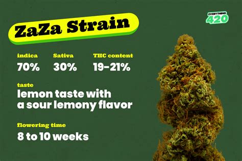 Zaza Weed Strain Review Everything 420