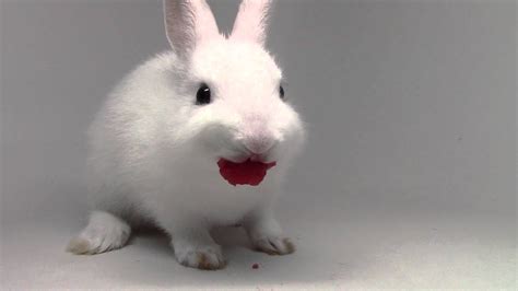 Bunny eating raspberries. | Cute baby bunnies, Funny rabbit, Rabbit eating